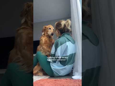 coming home to my golden retriever🥵goldenretreivers dog pup… サムネイル