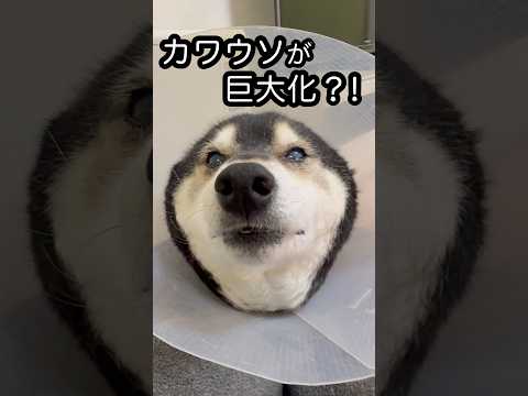 巨大カワウソ？！治療中の柴犬が可愛すぎた...。 サムネイル