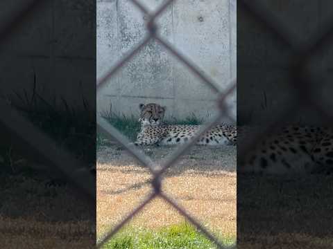 shorts ズラヤさん　チーター　千葉市動物公園にて　2026年2月23日 サムネイル