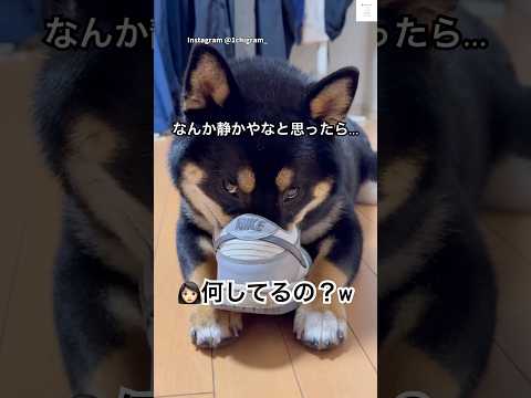 帰って脱いだ靴に顔突っ込んでる犬😂　#柴犬　#犬　#黒柴　#面白い　#犬のいる暮らし サムネイル