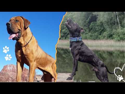 4 Underground Dog Breeds Banned Around the World サムネイル