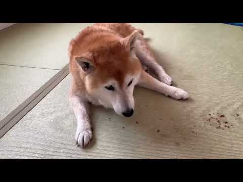 柴犬福 風呂上がりにご褒美の第1ガムを堪能する柴犬フル🤣Shiba-ASMR🤣 サムネイル