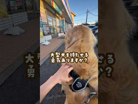 愛犬を留守番させるということ ゴールデンレトリバー 大型犬のいる生活 goldenretreiver サムネイル