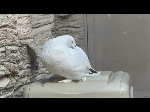 ニホンライチョウガールは羽繕い中〜　那須どうぶつ王国にて　2026年1月30日 サムネイル