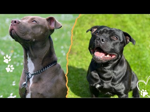 Top 3 Possible Ancestors of the American Pit Bull Terrier サムネイル