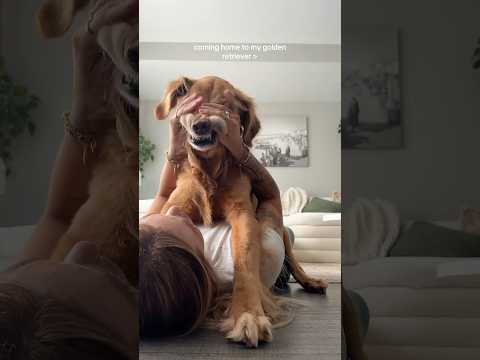 coming home to my golden retriever🥵goldenretreivers dog pup… サムネイル