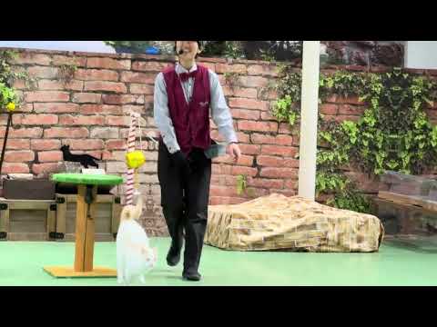 タルトくんのお膝サンポ🐾 なかなか見れない猫によるショー ザ・キャッツ　那須どうぶつ王国にて　2026年2月1日 サムネイル