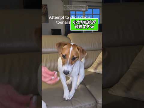 仕事で疲れた皆に贈る笑いと癒しのジャックラッセルテリア5選ww　ジャックラッセルテリア 笑える 癒し 犬のいる生活 犬… サムネイル