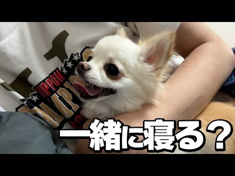 仕事終わりに愛犬のチワワと遊ぶとテンションが違いすぎてさらに疲れました。 サムネイル