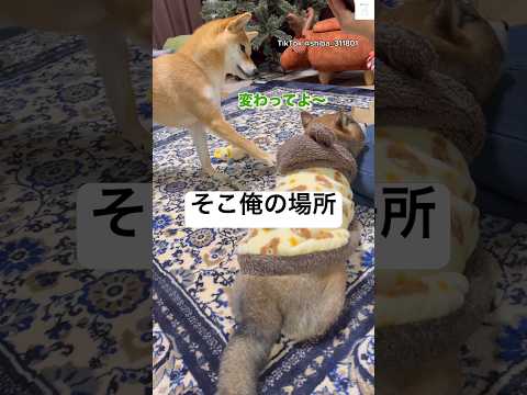 ママの隣を取り合う柴犬　柴犬　犬　犬のいる暮らし かわいい犬 かわいい サムネイル