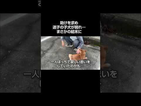 助けを求め迷子の子犬が現れ大混乱…まさかの結末に柴犬 shibainu 犬 いぬ 柴犬のいる暮らし サムネイル