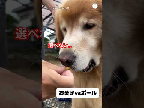 選べない…おやつ食べたいけどボール離したくない犬　ゴールデンレトリバー 大型犬　犬　面白い　犬のいる暮らし サムネイル