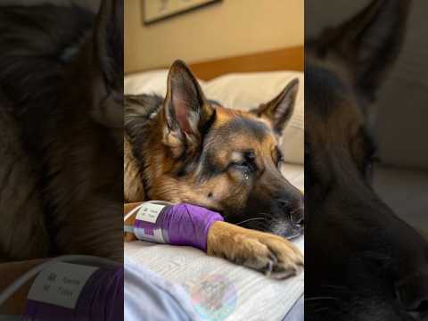 Early Signs of Arthritis in Dogs Most Owners Miss shorts do… サムネイル