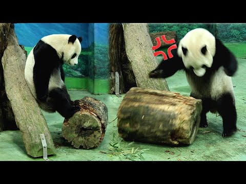 圓寶生氣氣找木樁出氣|Giant Panda Yuan Bao,圆宝,貓熊,大貓熊,大熊貓|台北市立動物園|Taipe… サムネイル