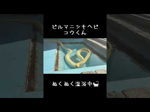 ビルマニシキヘビ　コウくん　ぬくぬく温浴タイム 東武動物公園 癒し 動物 animals かわいい ビルマニシキヘビ… サムネイル