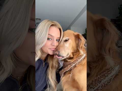 coming home to my golden retriever🥵goldenretreivers dog pup… サムネイル