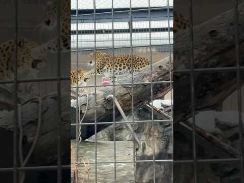 shorts アムールヒョウ🐆のみらいさん　旭山動物園　2025年12月20日 サムネイル