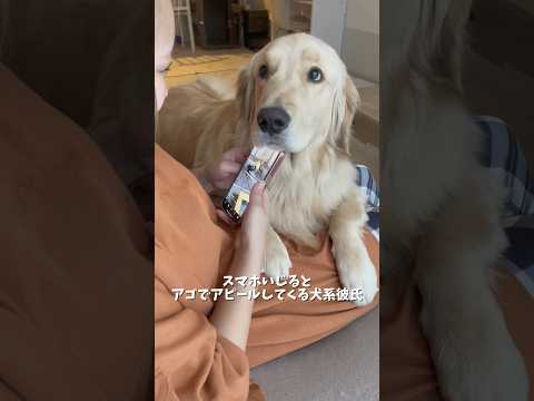 とにかくアゴを乗せてアピールする癖があります…🥺🐾ゴールデンレトリバー 犬と2人暮らし goldenretriever サムネイル
