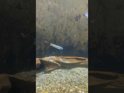 shorts アフリカン・ランプアイ　青い世界展　山梨県立富士湧水の里水族館にて　2026年2月21日 サムネイル