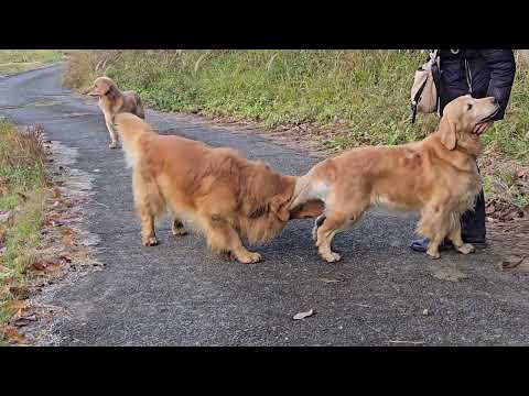 サンキライの実が真っ赤に色づき冬の到来を感じるゴールデンレトリバーの親子の散歩。#ゴールデンレトリバー #golden… サムネイル