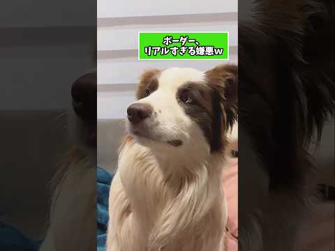 仕事で疲れた皆に贈る笑いと癒しのボーダーコリー5選ww　ボーダーコリー 笑える 癒し ボーダーコリーのいる生活 ボーダ… サムネイル