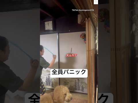 逃げる男、戦う女と犬　　スタンダードプードル 犬　面白い　大型犬　家族 サムネイル