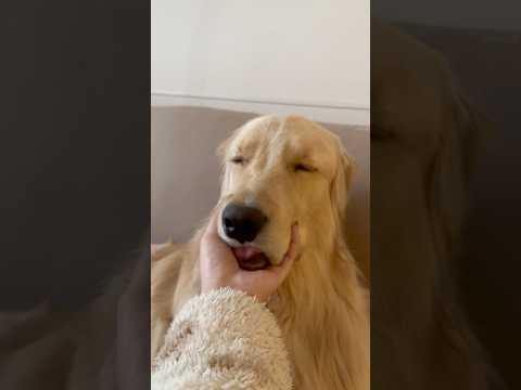 麹を寝かしつけるのなんて朝メシ前です🍚🐾ゴールデンレトリバー 犬と2人暮らし サムネイル