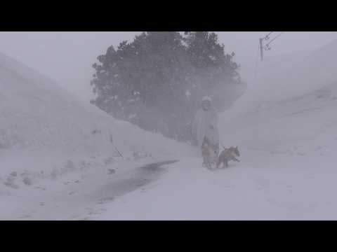 【青森】最近の散歩がサバイバルで、ヤバい。 サムネイル