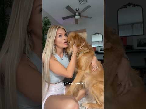 coming home to my golden retriever🥵goldenretreivers dog pup… サムネイル