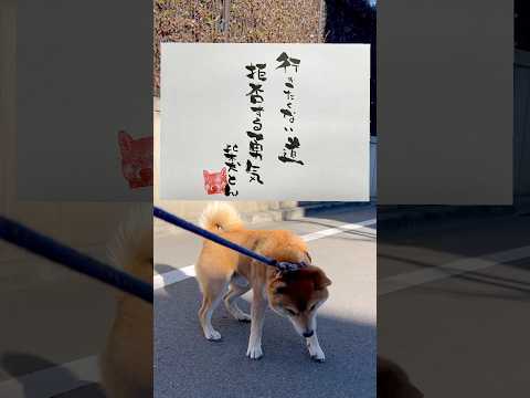 柴犬とん語録　柴犬　柴犬とん サムネイル