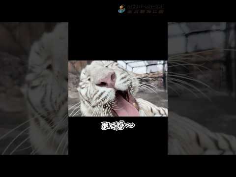 ソルティちゃんのごろごろ♪東武動物公園動物動物園かわいい癒しanimalszooホワイトタイガーソルティ サムネイル