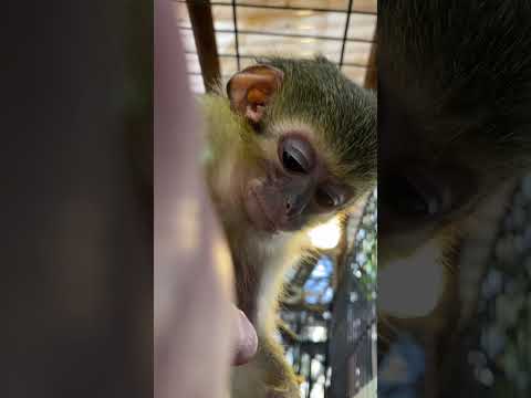 手を抜かないくるみおばあちゃんのマッサージ♫#shorts #おばあちゃん #monkey サムネイル