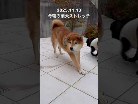 今朝の柴犬ストレッチdog doggie 柴犬 shibainu healing stretch yoga トレーニン… サムネイル