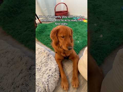 My dog acts sad to get what he wants! サムネイル