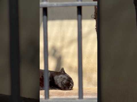 shorts 河津桜とクロヒョウさん　浜松市動物園にて　2026年2月15日 サムネイル