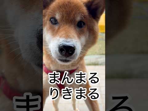 ’25.12.27 力丸が、朝からそわそわ… 柴犬 shibainu 柴犬のいる暮らし 柴犬の日常 カメラ目線 どアッ… サムネイル