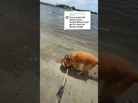 coming home to my golden retriever🥵goldenretreivers dog pup… サムネイル