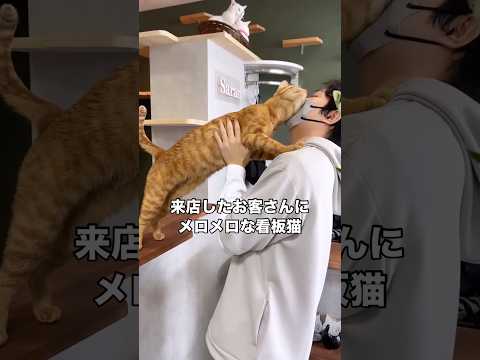 美容室に来店したお客さんにいらっしゃいませを独特の表現で伝える看板猫 看板猫 茶トラ 猫 shorts サムネイル