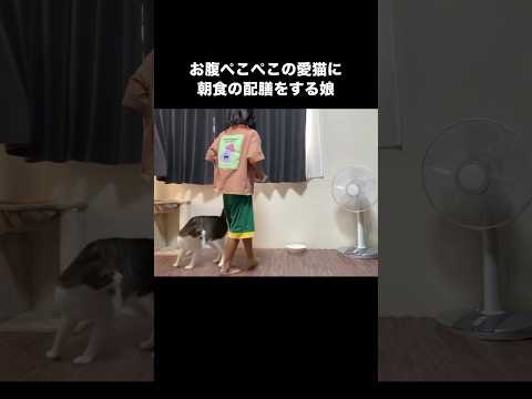 腹ぺこの愛猫に朝食を配膳する娘 猫 キジ白猫 shorts サムネイル
