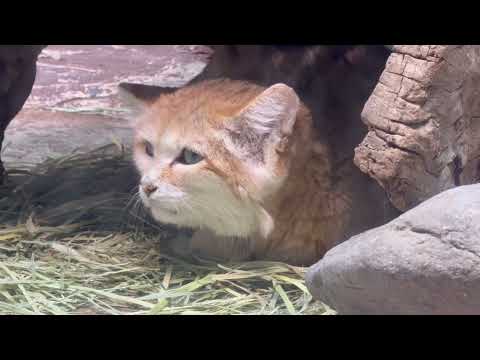 シャリフ父さま☺️ スナネコ　那須どうぶつ王国にて　2026年1月9日 サムネイル