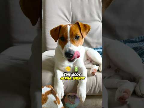 Tiny Body, Alpha Energy: The Jack Russell Story shorts dog… サムネイル