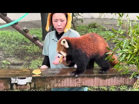 まんまタイム後のひなたくん円実ちゃん　レッサーパンダ　大森山動物園にて　2025年8月12日 サムネイル