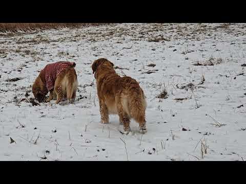 今日も残った雪の下を探すのは霜柱と鹿の黒豆。 サムネイル