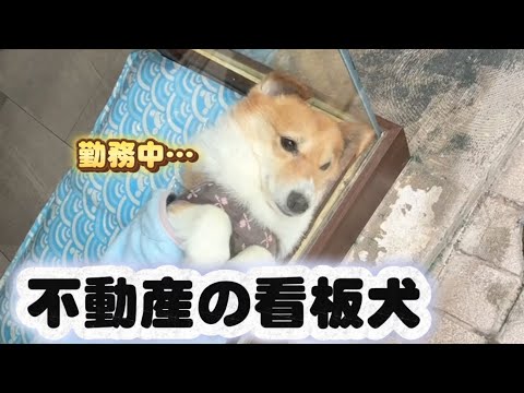 不動産屋で働く看板犬の一日に密着 サムネイル