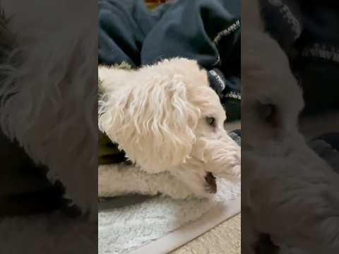 shorts ミルクガムを噛む❣️タローちゃん　トイプードル　2026年2月11日 サムネイル