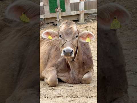 shorts スイスブラウンのステラちゃん　埼玉県こども動物自然公園 サムネイル