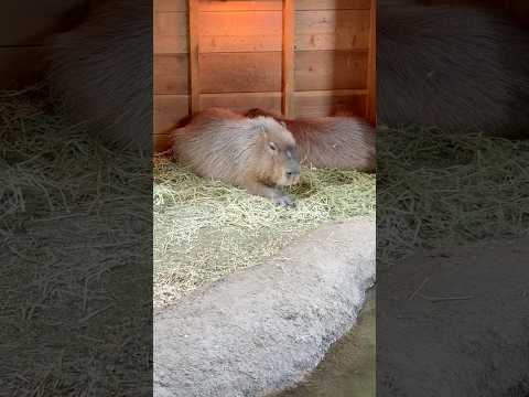 shorts くつろぐカピバラさん　ごかつら池どうぶつパーク　2026年1月24日 サムネイル