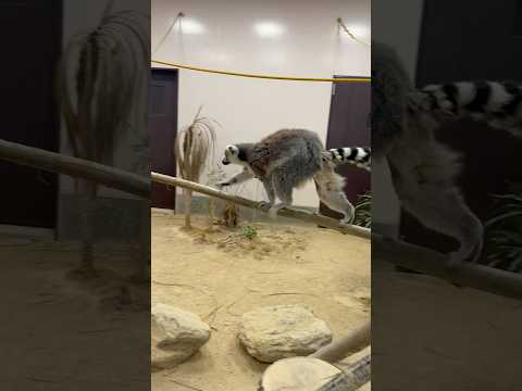 shorts ワオキツネザルさん　ごかつら池どうぶつパーク　2026年1月24日 サムネイル