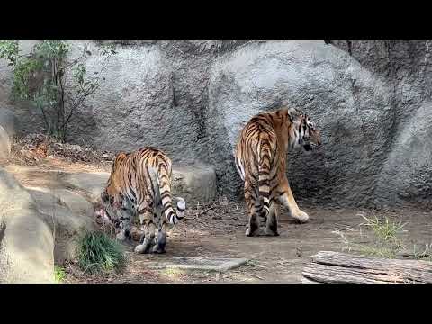 ソーンさん、その牛骨も私のヨっとローラーさん😅　アムールトラ　浜松市動物園にて　2026年2月14日 サムネイル