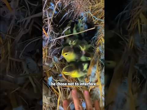 Found by chance: wild duck eggs 🦆🥚animals lovestory shortfe… サムネイル